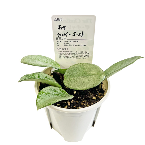 【30％OFF】 3.5号 シルバーゴースト プビカリクス ホヤ 鷲尾園芸 レア 希少 その他観葉植物
