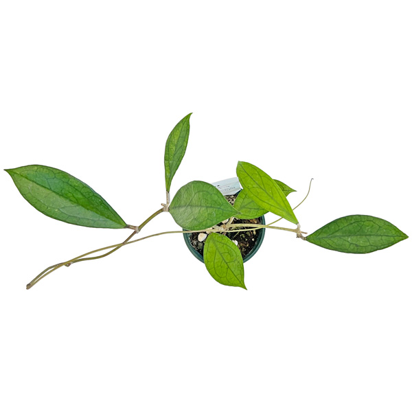 ホヤ AH-022 3.5号 鷲尾園芸 Hoya 'Jennifer' Seed AH 022 希少