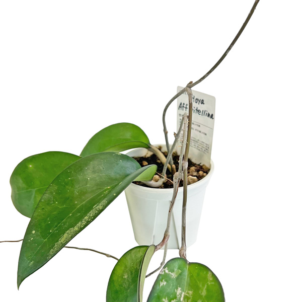 現品販売 ホヤ Hoya AFF vitellina 3.5号 鷲尾園芸 希少 レア 現品販売 ホヤ Hoya AFF vitellina 3.5号 鷲尾園芸 希少 レア