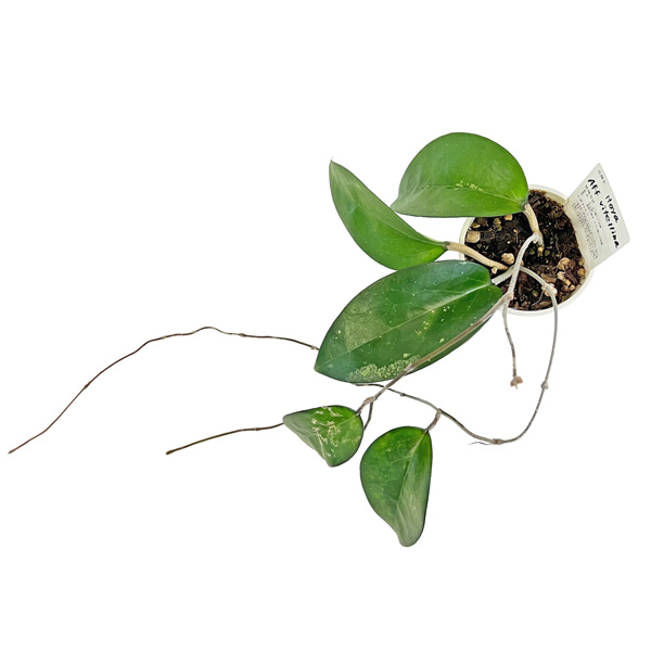 現品販売 ホヤ Hoya AFF vitellina 3.5号 鷲尾園芸 希少 レア 観葉植物