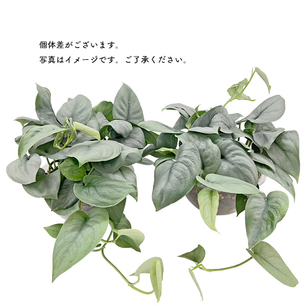 スキンダプサス　エメラルド　鉢ごと発送 園芸ネット本店｜スキンダプサス：エチゾチカsp 3号ポット の通販【公式】