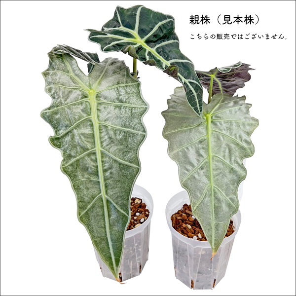 アロカシア アマゾニカ　ミント斑 Green shop MITSUBACHIより🐝☘ アロカシア アマゾニカ ミント斑
