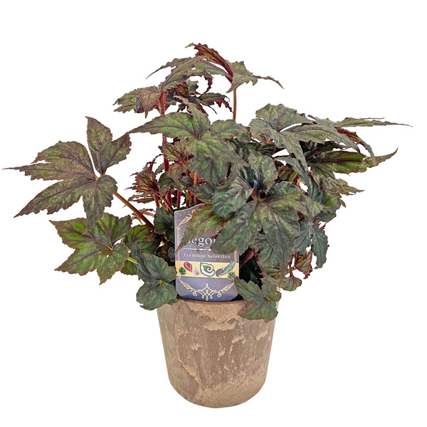 Know Your Begonias ベゴニア suke-25-312.jpg