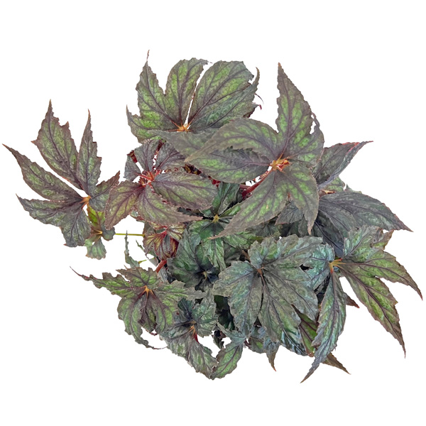 Know Your Begonias ベゴニア ベゴニア プレミアム クロトチバ 4号 Begonia Premium
