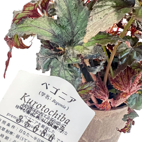 Know Your Begonias ベゴニア ベゴニア プレミアム クロトチバ 4号 Begonia Premium