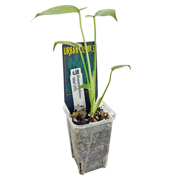 モンステラ デリシオーサ ミント 2.5号 アーバンジャングル Monstera