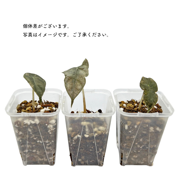 アロカシア アマゾニカ ミント斑入り 2.5号 幼苗 ネガミエル Alocasia