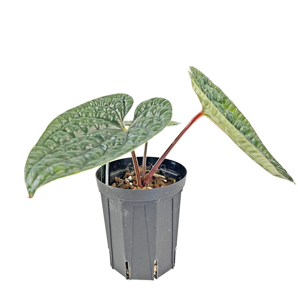 現品 アンスリウム ルクスリアンス 4号 アーバンジャングル Urban