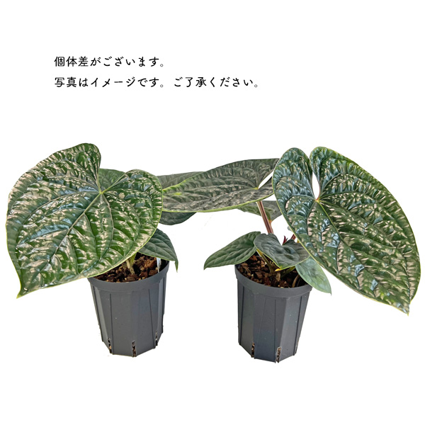 アンスリウム ルクスリアンス 4号 アーバンジャングル Anthurium