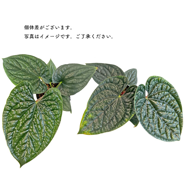 アンスリウム ルクスリアンス 4号 アーバンジャングル Anthurium