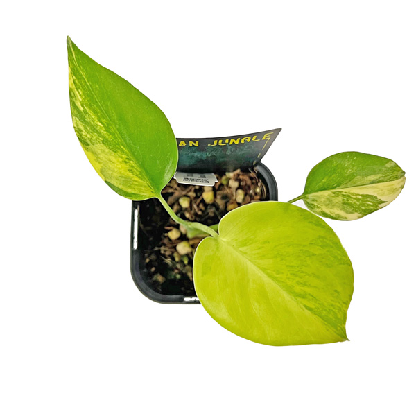 モンステラデリシオーサ イエローマリリン1株　ボルシギアナ オーレア3株　斑入り モンステラデリシオーサ イエローマリリン1株 ボルシギアナ オーレア3