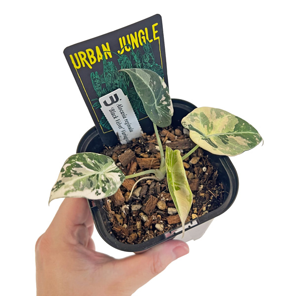 アロカシア ジャックリ 斑入り オーレア アロカシア ジャックリ 斑入り