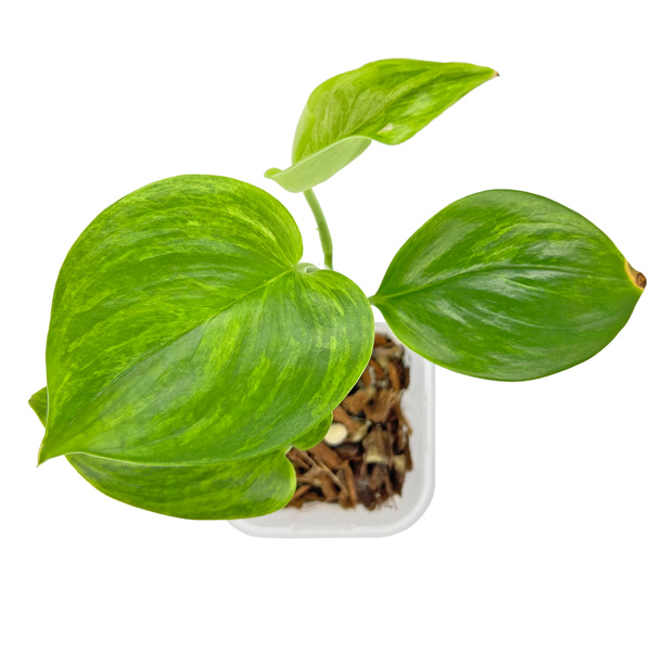 超レア スキンダプサス YUSAN 超レア スキンダプサス YUSAN - メルカリ