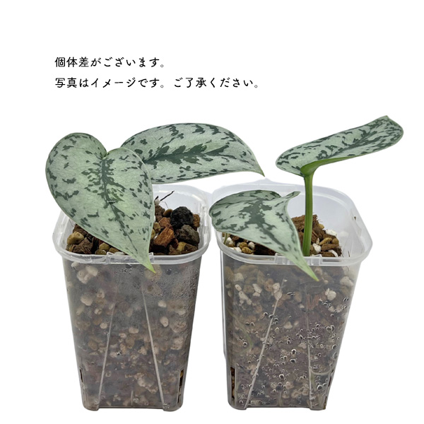 スキンダプサス シルバーレディー 3号 ネガミエル scindapsus silver