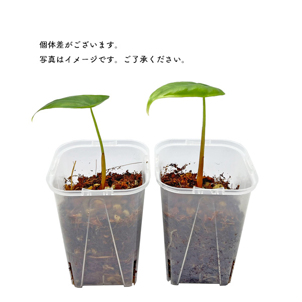 アロカシア ベヌスタ 2.5号 幼苗 ネガミエル Alocasia Venusta