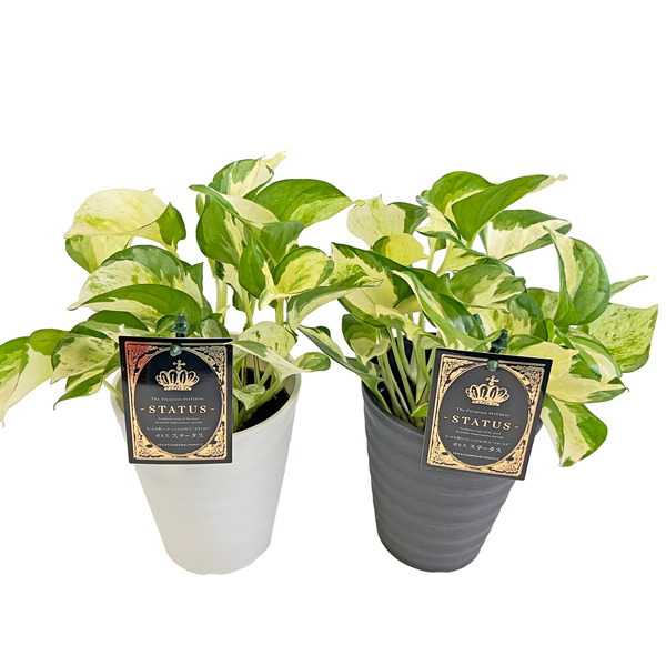 ポトス ステータス 4号 黒鉢 白鉢 白斑 クリーム斑 ポトスの王様