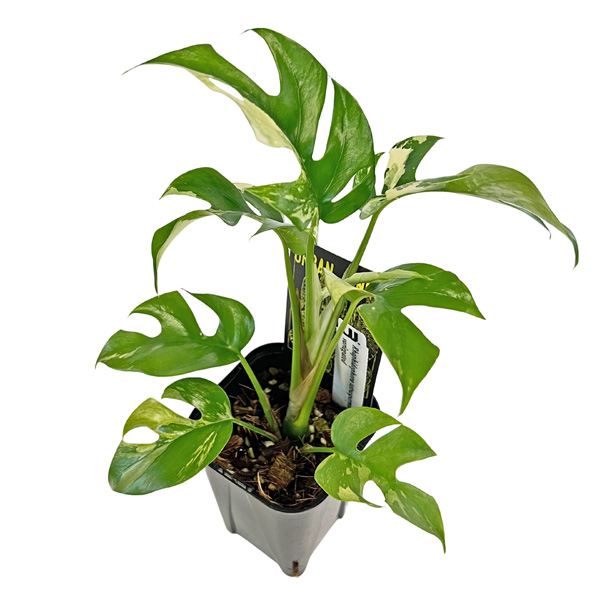 現品 ヒメモンステラ 斑入り (HM006) 3号 ラフィドフィラ テトラ