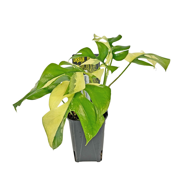 現品 ヒメモンステラ 斑入り (HM004) 3号 ラフィドフィラ テトラ