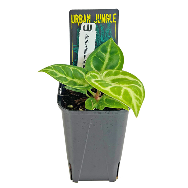 アンスリウム ドラヤキ 3号 アーバンジャングル Urban Jungle