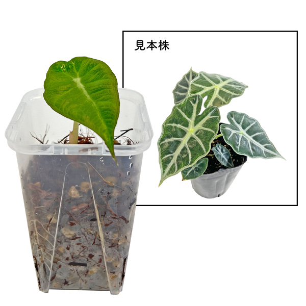 アロカシア パラソル 2.5号 幼苗 ネガミエル Alocasia parasol