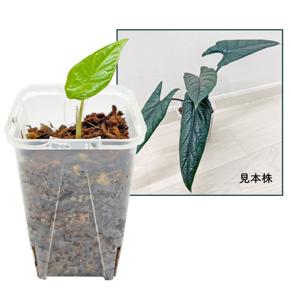 アロカシア スカルプラム 2.5号 幼苗 ネガミエル Alocasia scullplum