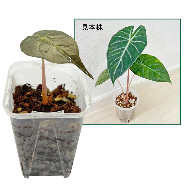 アロカシア ナイロビナイツ 2.5号 幼苗 ネガミエル Alocasia Nairobi