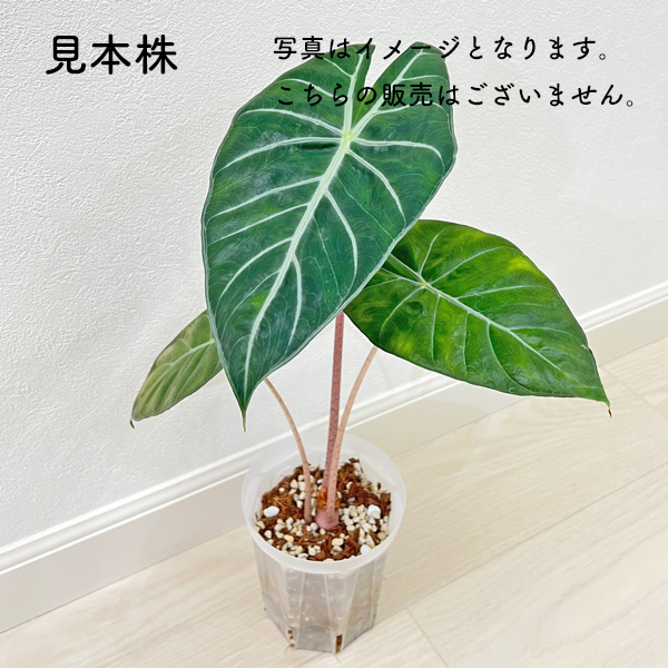 アロカシア ナイロビナイツ 2.5号 幼苗 ネガミエル Alocasia Nairobi