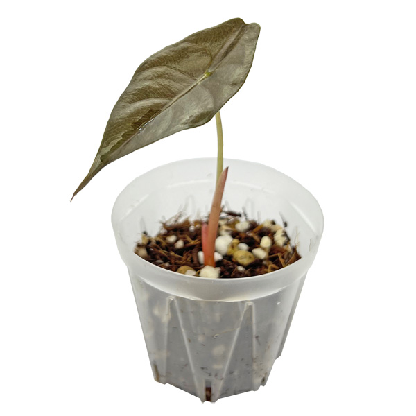 アロカシア シャントリエリ 2.5号 幼苗 ネガミエルスタンダード