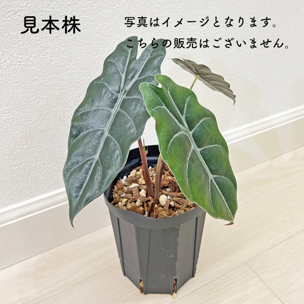 アロカシア シャントリエリ 2.5号 幼苗 ネガミエルスタンダード