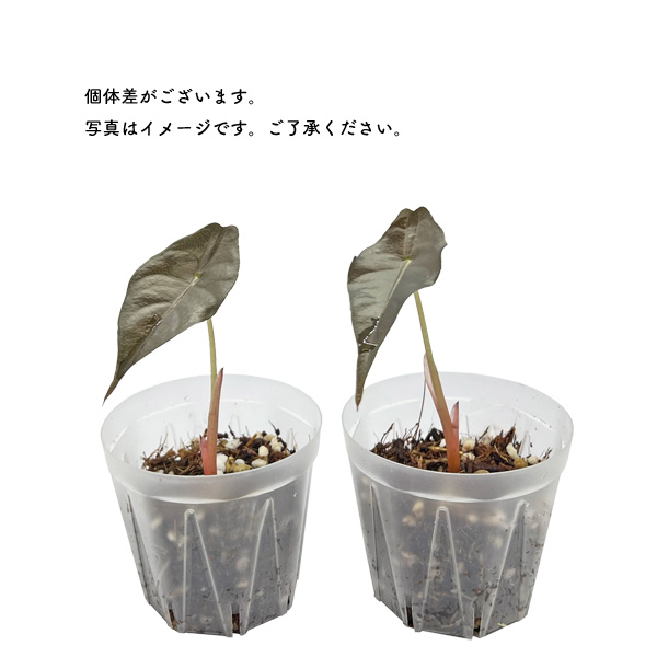 アロカシア シャントリエリ 2.5号 幼苗 ネガミエルスタンダード