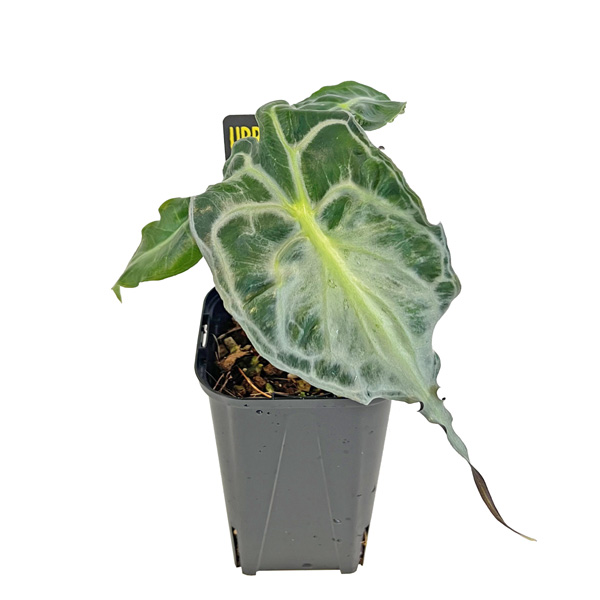 ③アロカシアヴェノム アロカシア ヴェノム 3号 アーバンジャングル Urban Jungle Alocasia