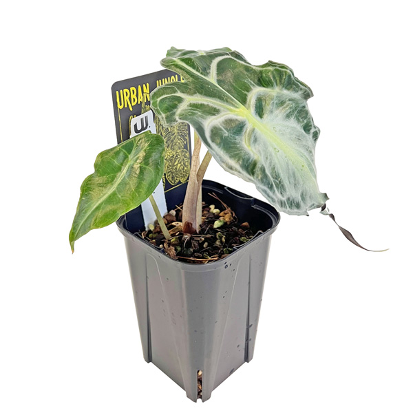 アロカシア ヴェノム 3号 アーバンジャングル Urban Jungle Alocasia