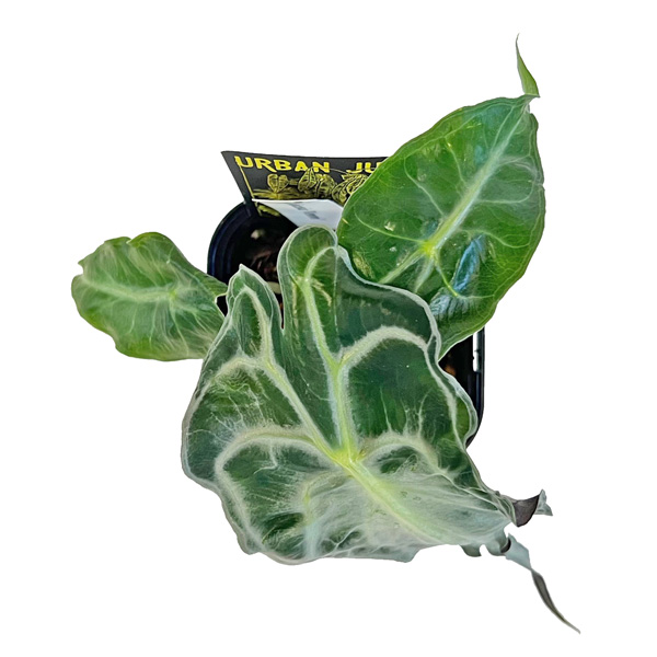 アロカシア ヴェノム 3号 アーバンジャングル Urban Jungle Alocasia