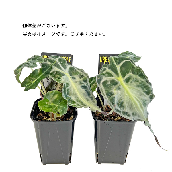 アロカシア ヴェノム 3号 アーバンジャングル Urban Jungle Alocasia