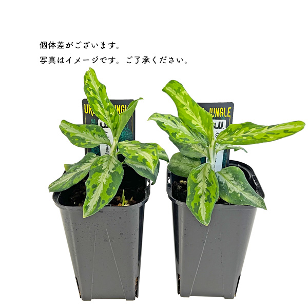 アグラオネマ ピクタム 3号 アーバンジャングル Urban Jungle
