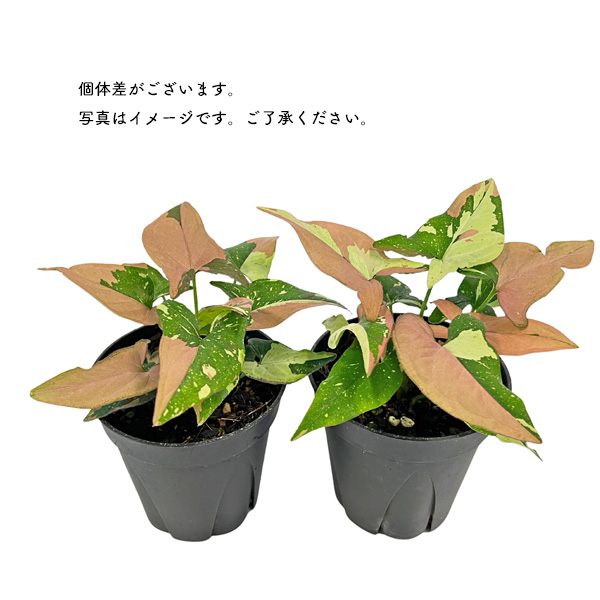 シンゴニウム ポドフィラム レッドスポット トリカラー 3.5号