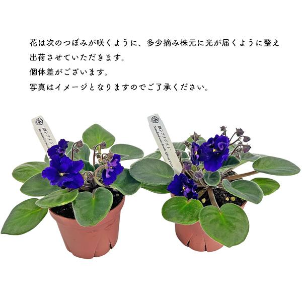 セントポーリア アメジスト パープル 3.5号 開花株 スタンダードカラー