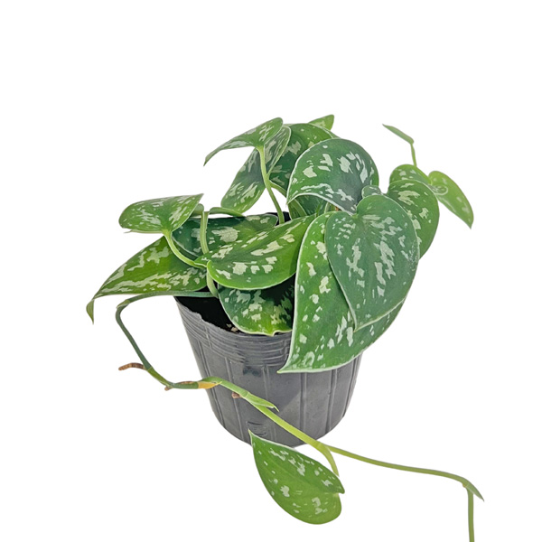 スキンダプサス ピクタス アレギレウス 3号 Scindapsus pictus