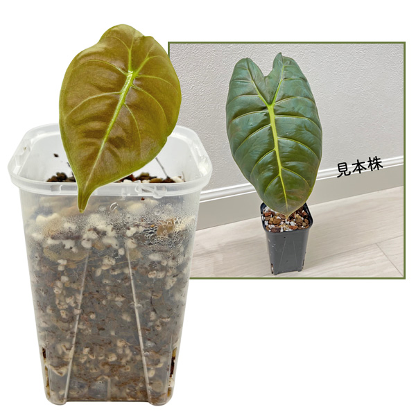 アロカシア ゴールデンボーン 3号 幼苗 ネガミエル Alocasia Golden