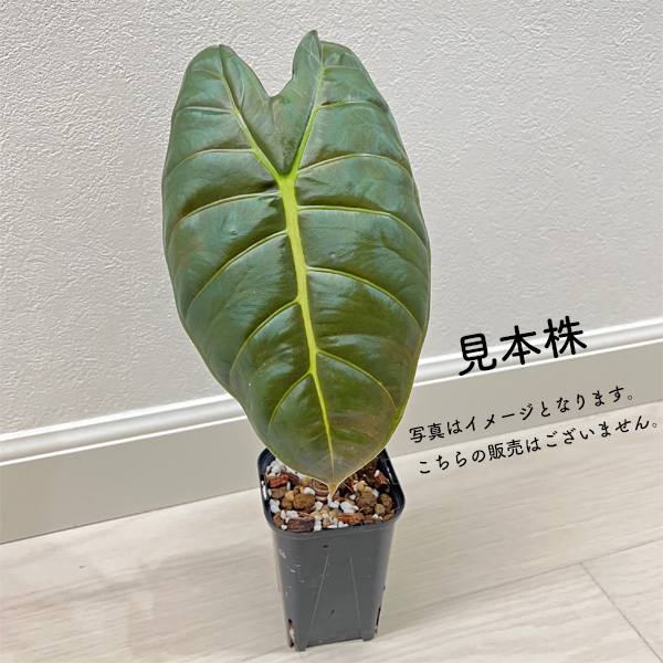 アロカシア ゴールデンボーン 3号 幼苗 ネガミエル Alocasia Golden