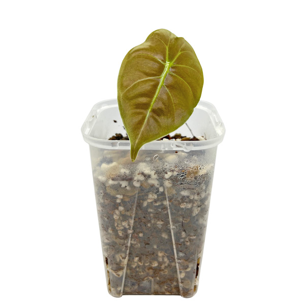 アロカシア ゴールデンボーン 3号 幼苗 ネガミエル Alocasia Golden