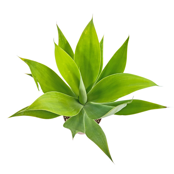 アガベ　アテナータ　カラズストライプ　アテヌアータ 現品 アガベ アテナータ カラズストライプズ 5号 アテヌアータ Agave