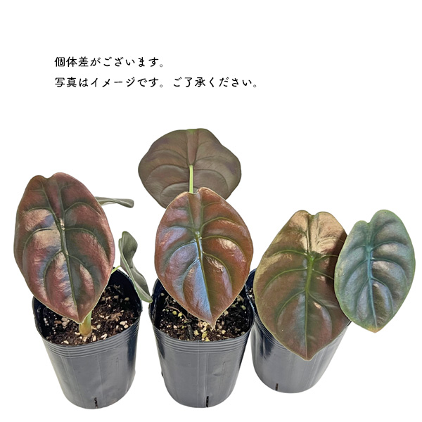 アロカシア クプレア レッドシークレット 3号 黒ポット Alocasia
