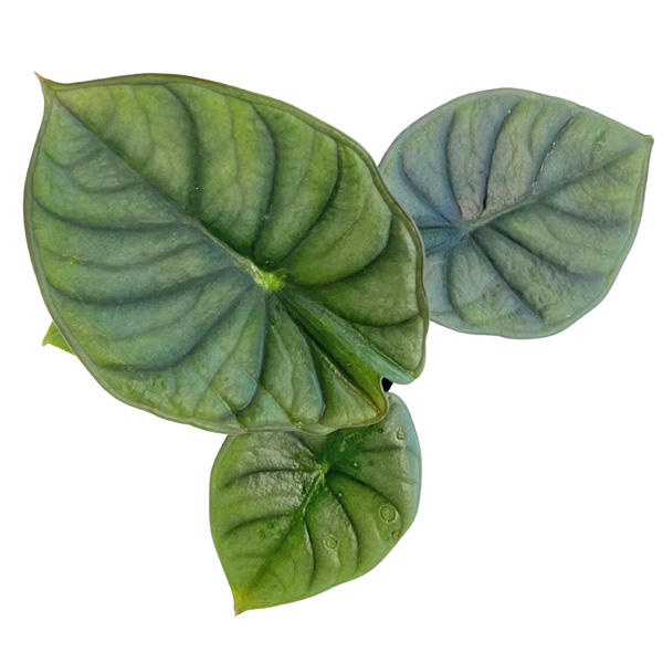 アロカシア ネブラ インペリアリス 3号 黒ポット Alocasia nebula