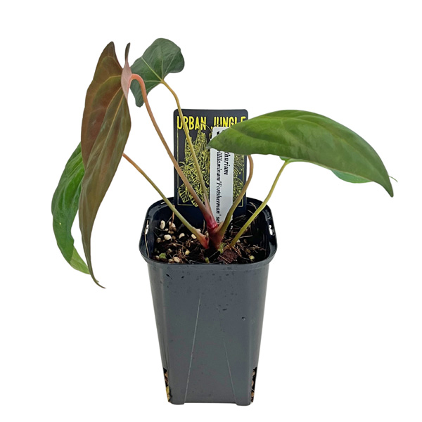 その他観葉植物 Anthurium papillilaminum 'Fortsherman' アンスリウム パピリラミナム フォートシャーマン 3.5号 アーバン
