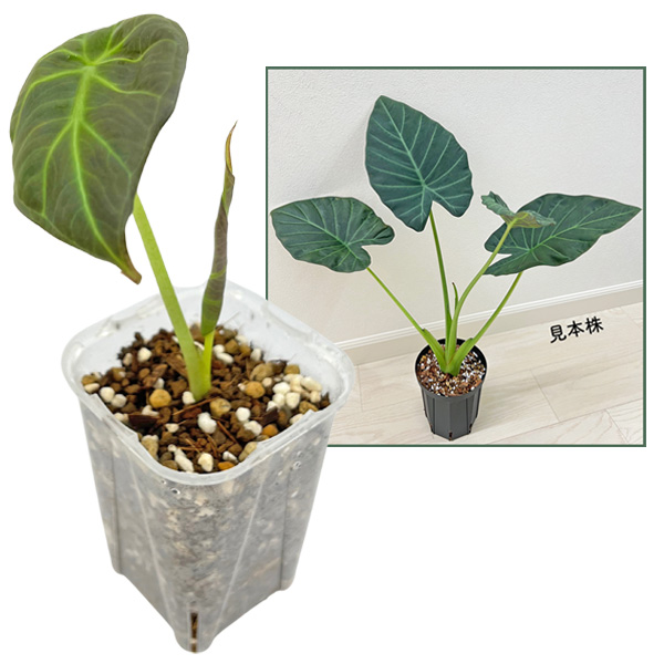 アロカシア リーガルシールズ 3号 幼苗 ネガミエル Alocasia Regal