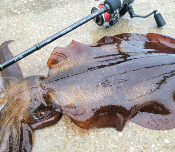 tailwalk（テイルウォーク） エギスト TZ 77M/TISL Tailwalk : バック