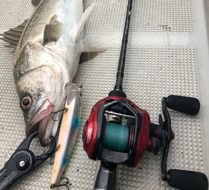 リール tailwalk WIDE BASAL CA81R tailwalk ○テイルウォーク WIDE BASAL ワイドバサル CA81R