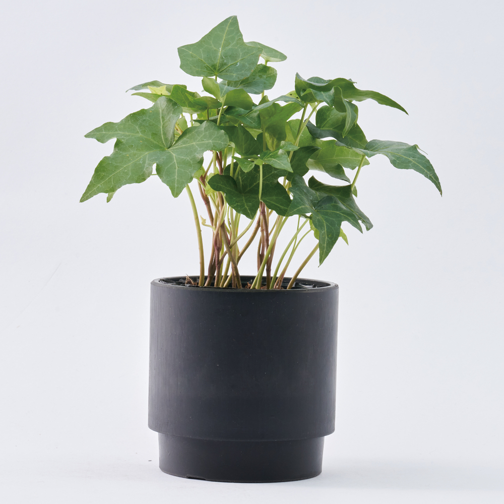 植木鉢 プラスチック 丸型 通販 SK ステップ 15.5xH15 鉢 約 5号 鉢