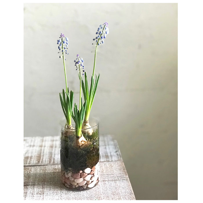 花瓶 ガラス 通販 BULB VASE バルブベース 11cm スパイス KEGY4053 ガラスベース ガラス花器 かわいい 水栽培 容器 おしゃれ  球根 液肥 かわいい 敬老の日 PpuqYS375X, 花瓶、花器 - www.shillelaghquarries.ie